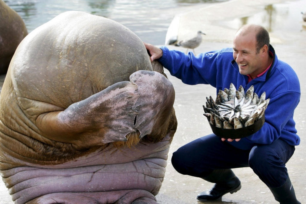 Empregado de zoológico presenteia a morsa um bolo de pescado em seu aniversário.