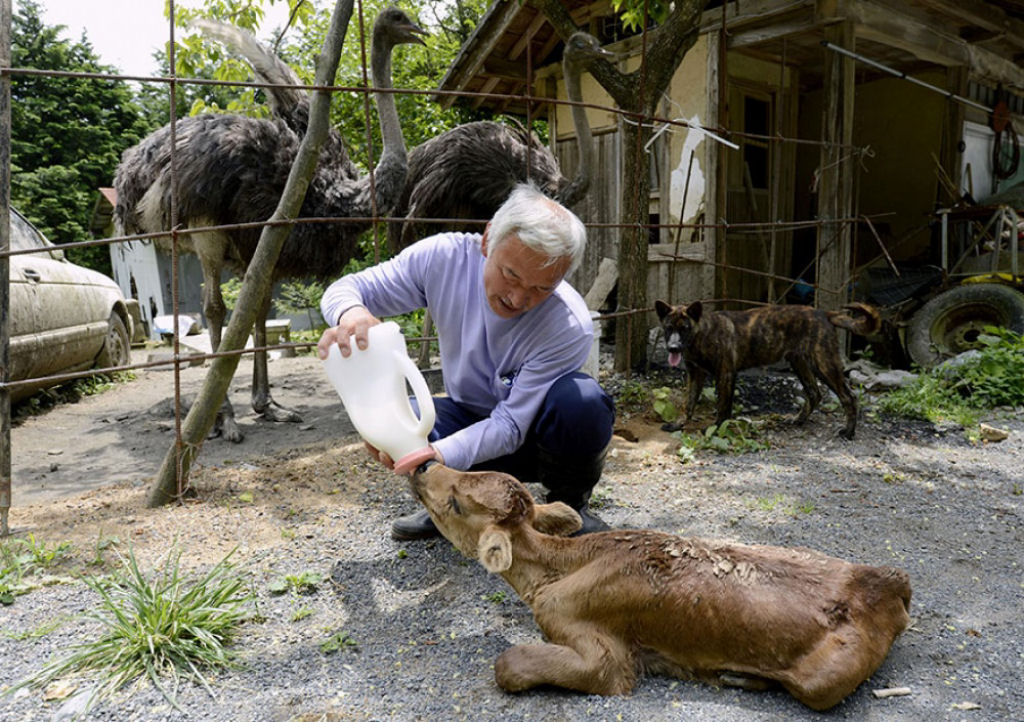 Naoto Matsumura é a única pessoa que não teve medo de viver em uma zona restrita ao redor de Fukushima. Deixou a cidade junto com outros residentes, mas regressou para cuidar dos animais abandonados no lugar.