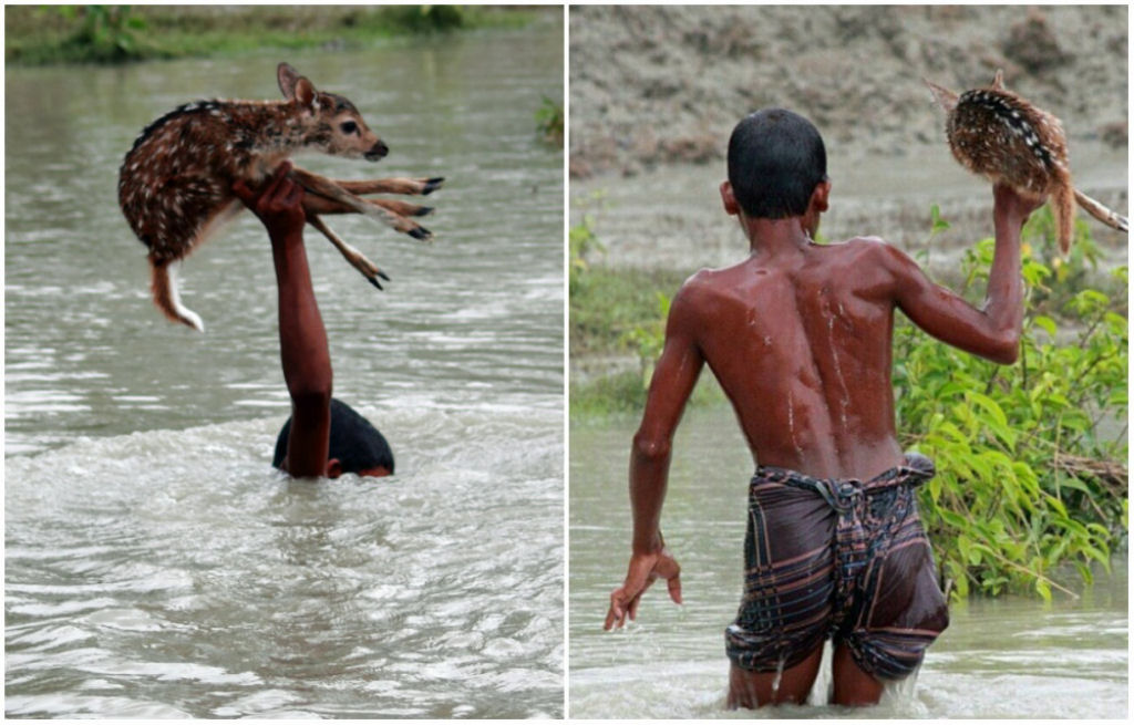 Durante a inundação no distrito Nokhali na República Popular de Bangladesh, um menino chamado Bilal viu a um veado afogando-se. Arriscando sua vida, o garoto salvou o animal.