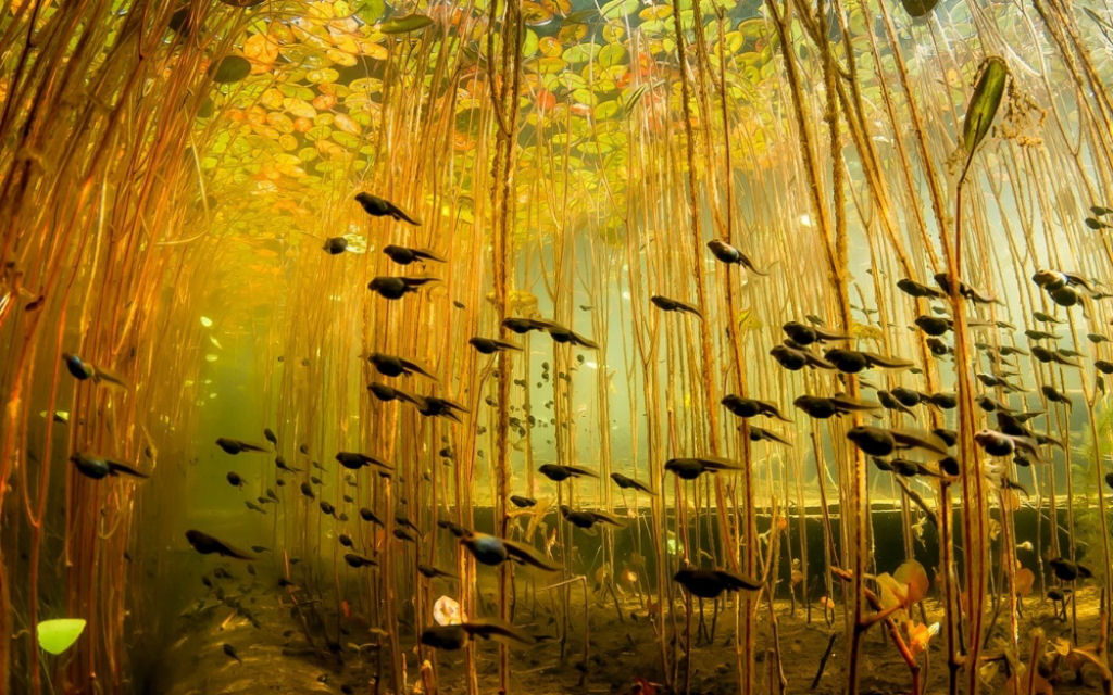 Girinos nadam através das algas no lago Cedar, no Canadá. Por Eiko Jones.