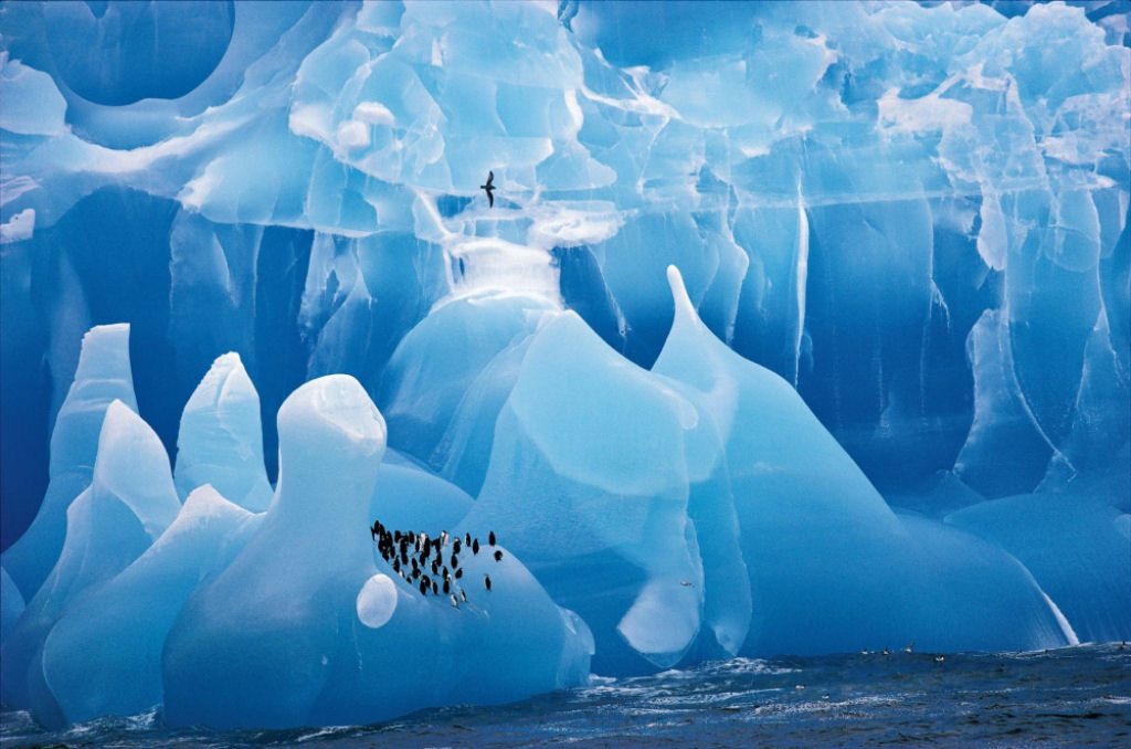 Pinguins sobre um iceberg. Por Cherry Alexander.