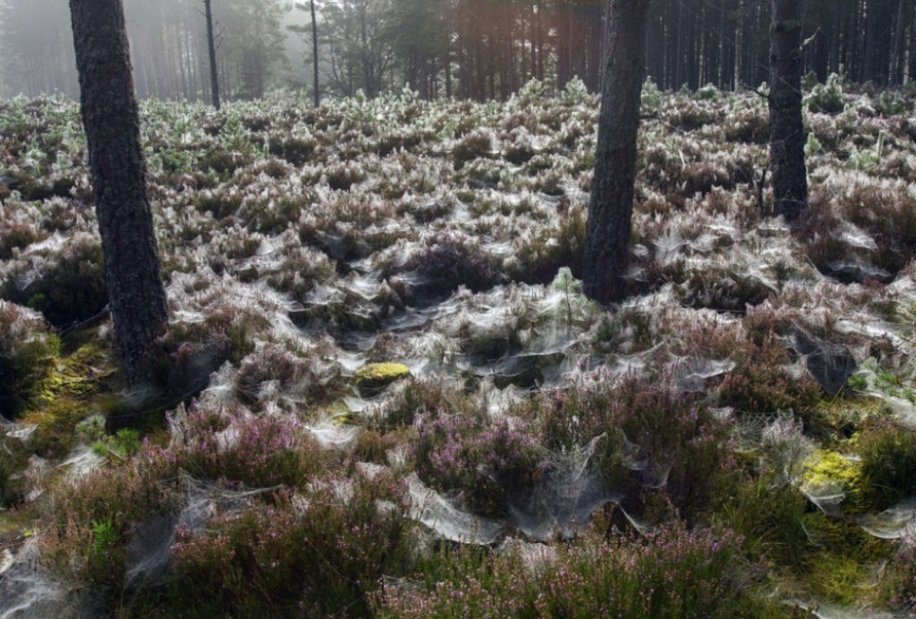 As teias de aranha no bosque de Abernethy, Escócia. Por Mark Hamblin.