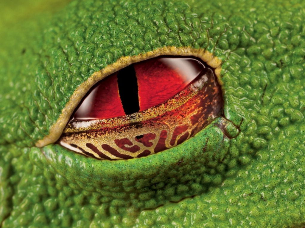 Olhos cor escarlate de uma rã venenosa, Costa Rica. Por Ingo Arndt.