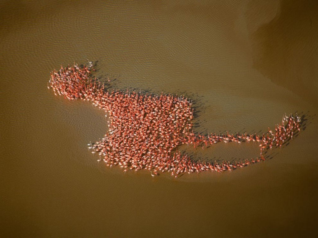Flamingos alinhados em forma de flamingo, península de Yucatán. Nat Geo.