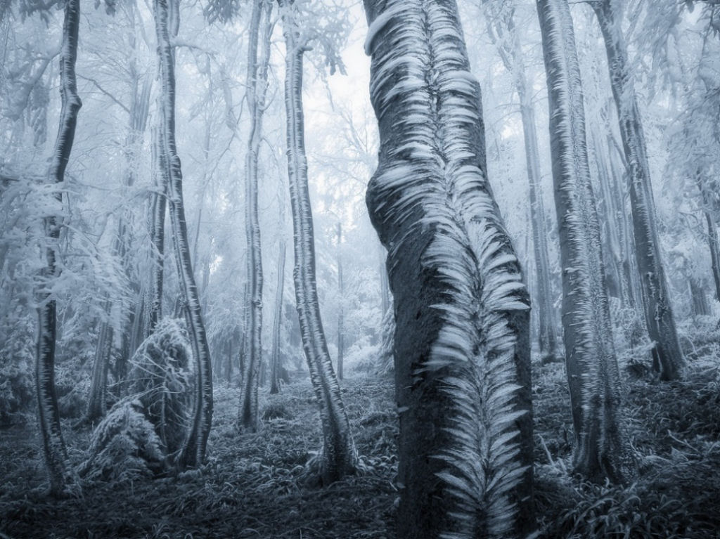 Árvores congeladas. Por Jan Bainar.