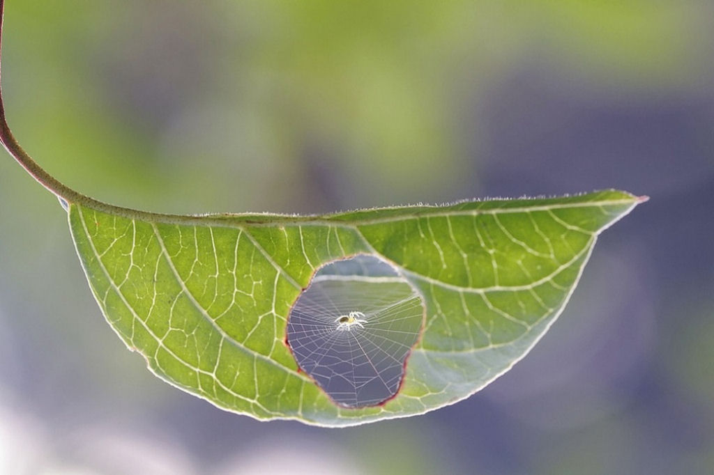 Isso é o que acontece quando uma aranha encontra uma folha. Por Bertrand Kulik.