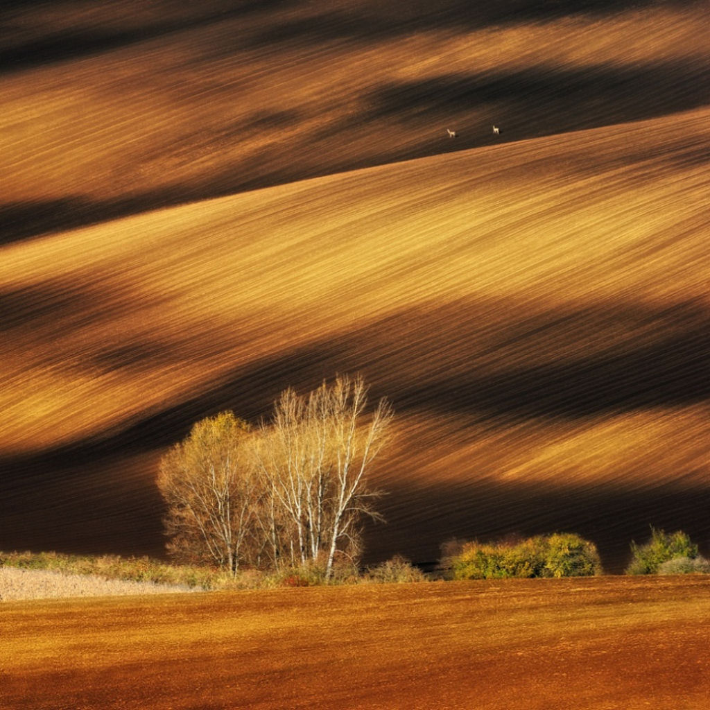 Os campos Moravia, Repblica Checa. Por Pawel Kucharski.