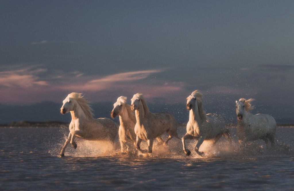 Cavalos marinhos, Camargue, Frana. Por Anton Rostovskiy.