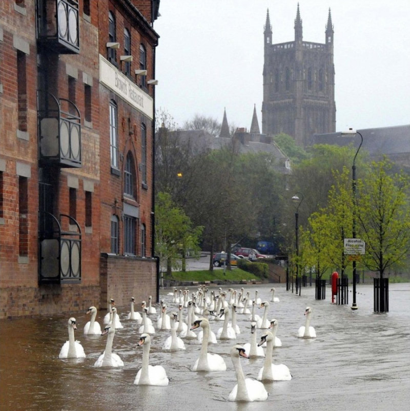 Aps inundaes, Cisnes nadam pelas ruas da Inglaterra.