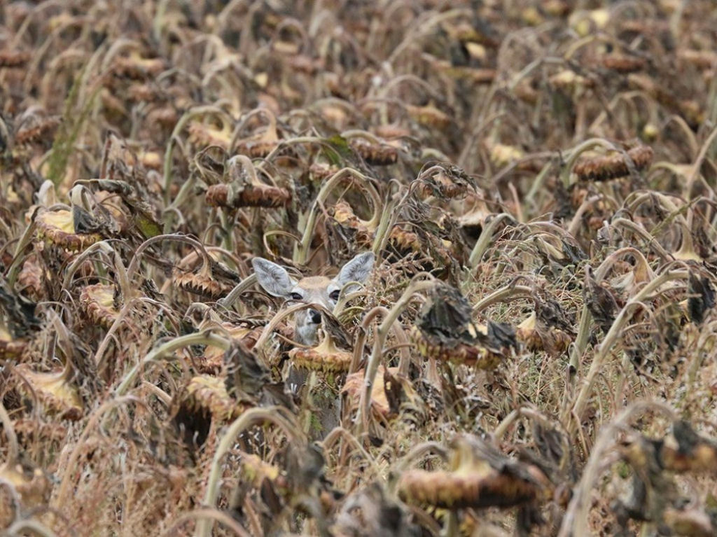 Camuflagem no campo de girassois, EUA. Por Jeremy Baker.