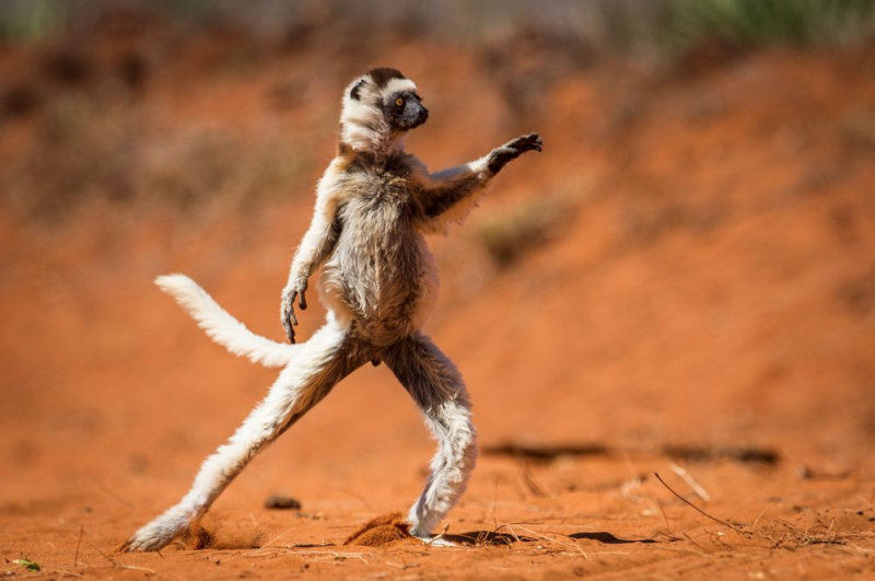 Dance, dance! Madagascar. Por Alison Buttigieg.