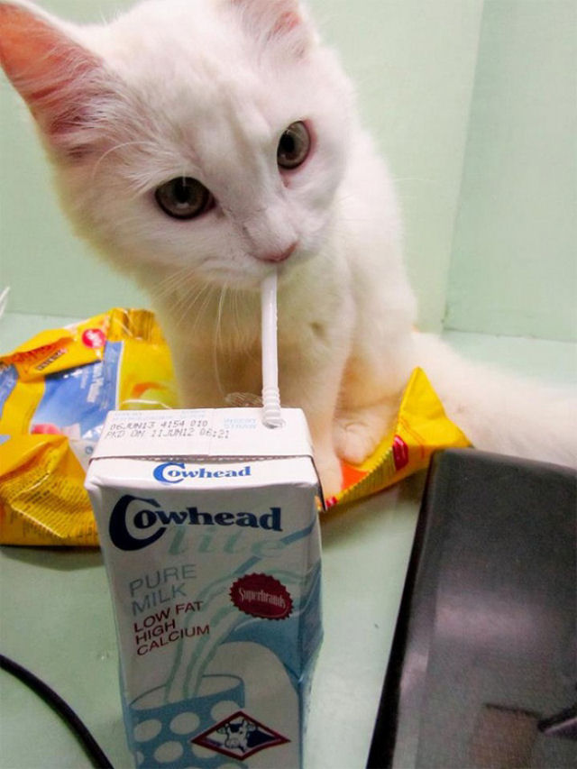 Gato inteligente que aprendeu a beber leite atravs de um canudo.