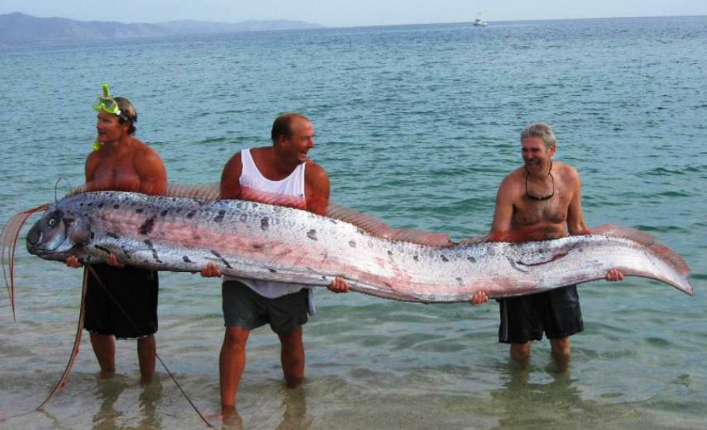 Regaleco, o maior peixe do mundo.