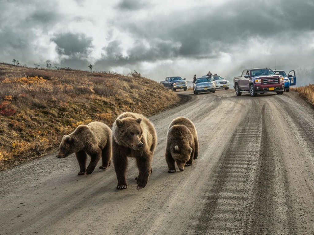 Um engarrafamento de ursos no Alasca. Por Aaron Huey.