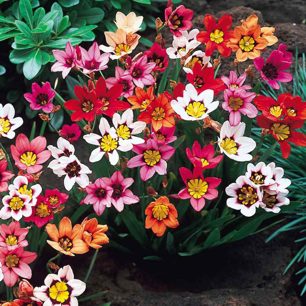 Flor Arlequim (Sparaxis tricolor) para as moças, abraços para os amigos, boa semana a todos!
