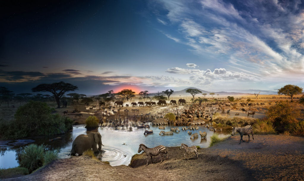 Steven Wilks criou uma foto que mostra todos os animais que vieram a uma lagoa para beber e tomar banho durante o curso de 26 horas em um famoso parque nacional na Tanznia.