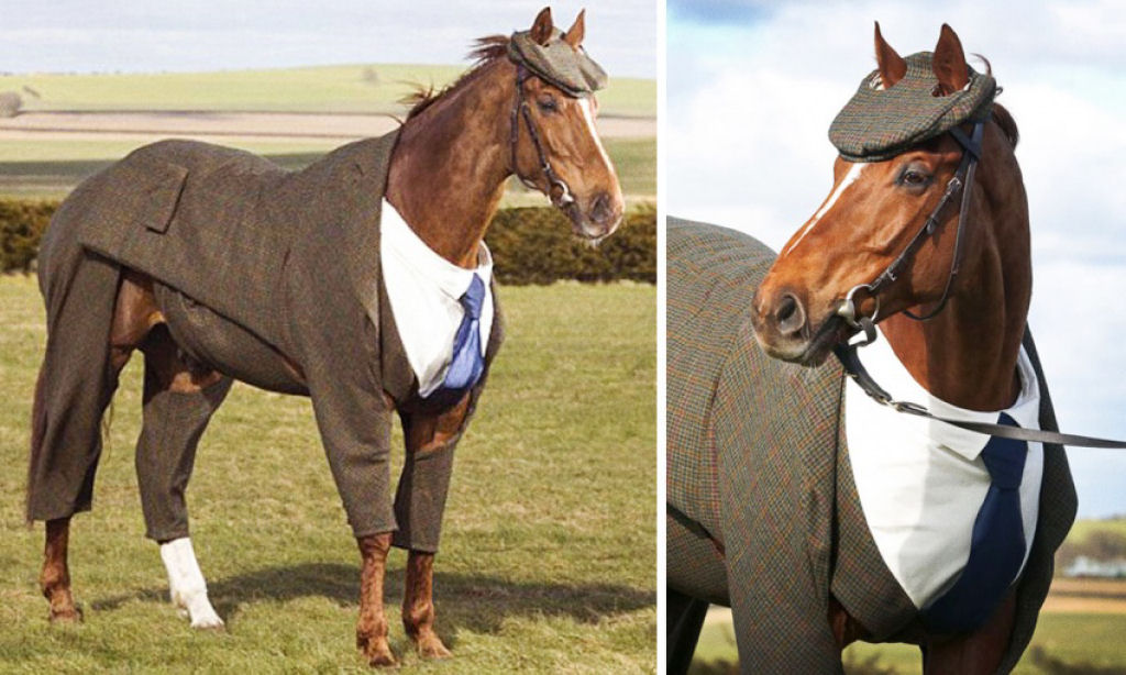 Um costureiro de Gloucestershire, Inglaterra, inventou o primeiro terno para um cavalo. Por William Hill.
