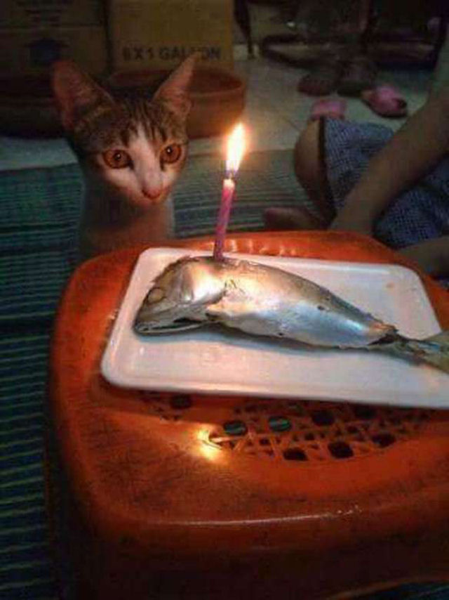 Aniversário do gato ou velório do peixe?