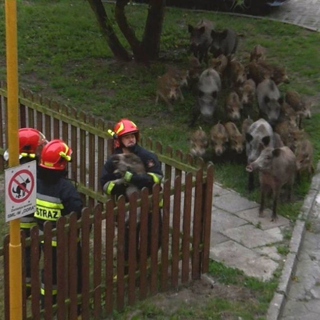 Filhotes de javali ficaram presos em um cercado e toda a famlia se reuniu para observar o resgate.