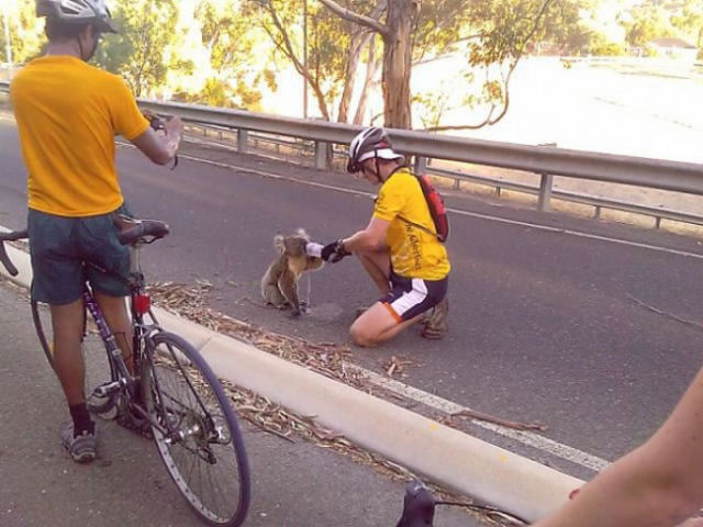 Estes ciclistas do gua a um coala desidratado prximo a uma rea incendiada minutos antes.