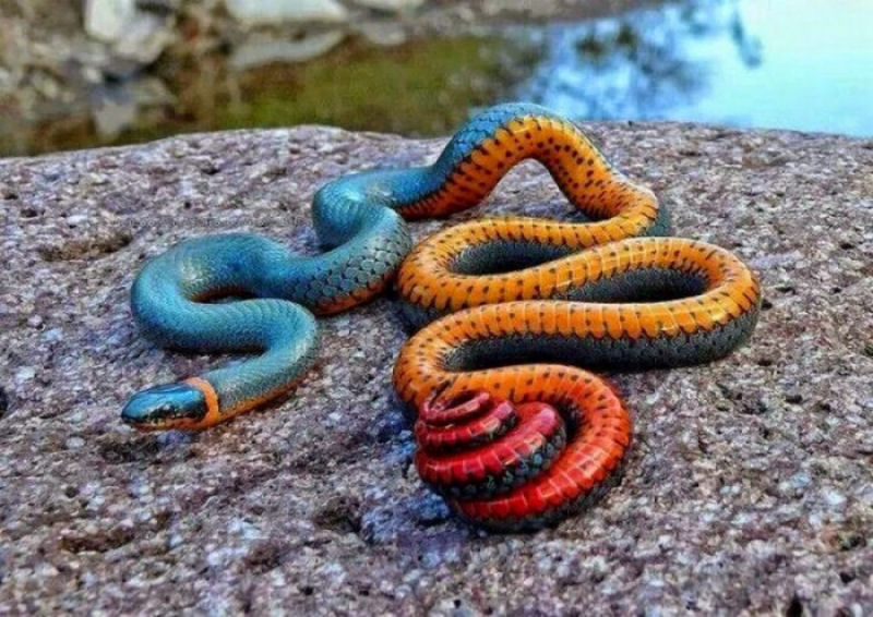 Cobra do pescoo anelado, a mais colorida.