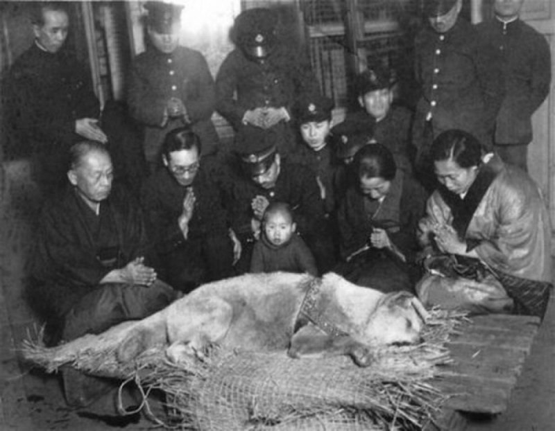 Hachiko, o co que esperou seu dono na estao de trem, dia aps dia at que morreu, antes de ser enterrado em 1935.