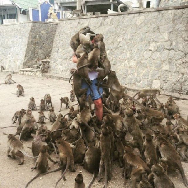 Dando comida para os macacos.