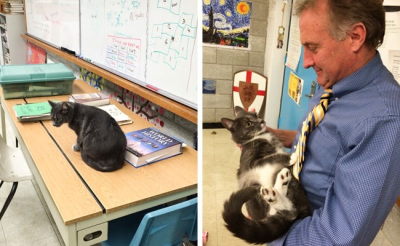 Este professor levou seu gato a classe. Toda vez que ele fazia uma pergunta aos alunos, o gato miava, e o professor aguardava a resposta.
