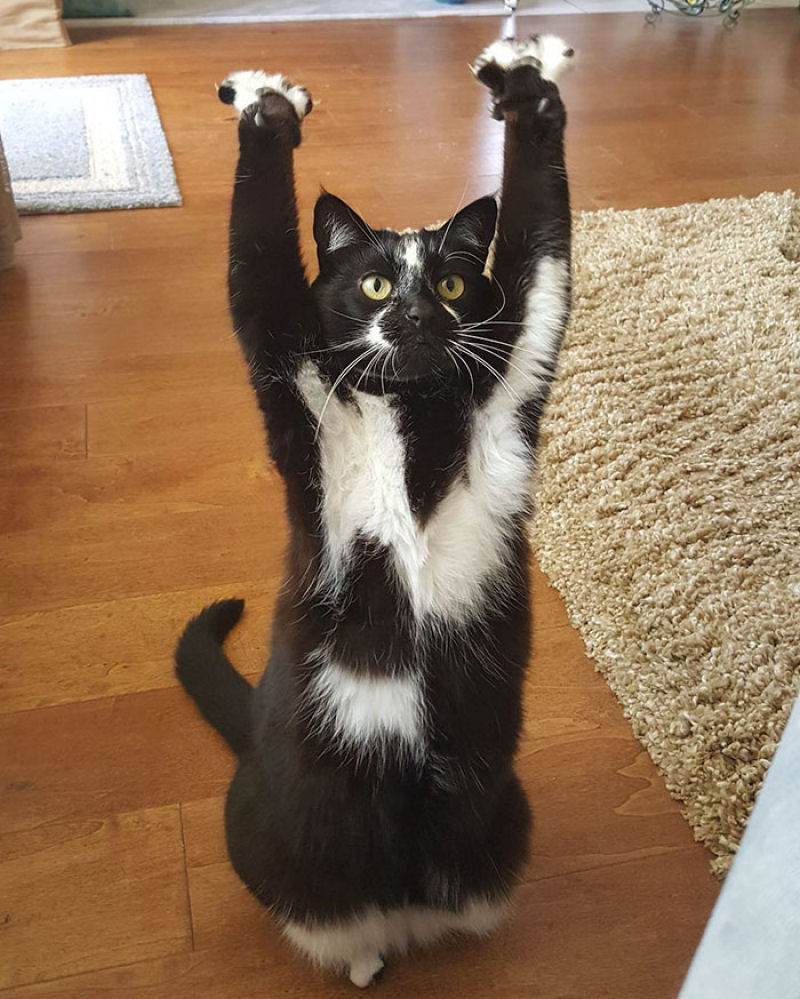 Esta gata tem mania de levantar suas patas no ar e ningum sabe porque.