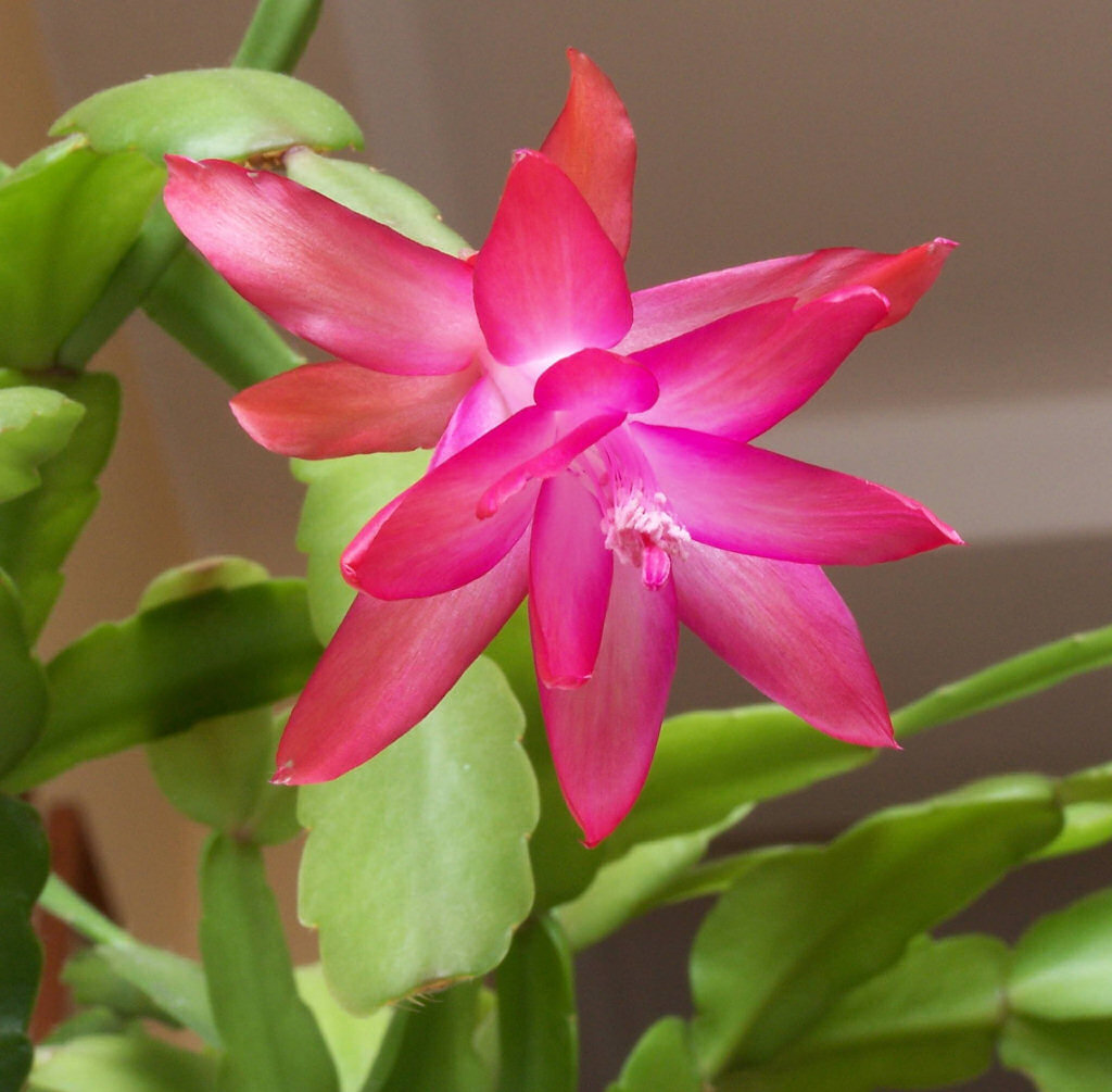 Flor-de-maio (Schlumbergera truncata) para as moas, abraos para os amigos, boa semana a todos!