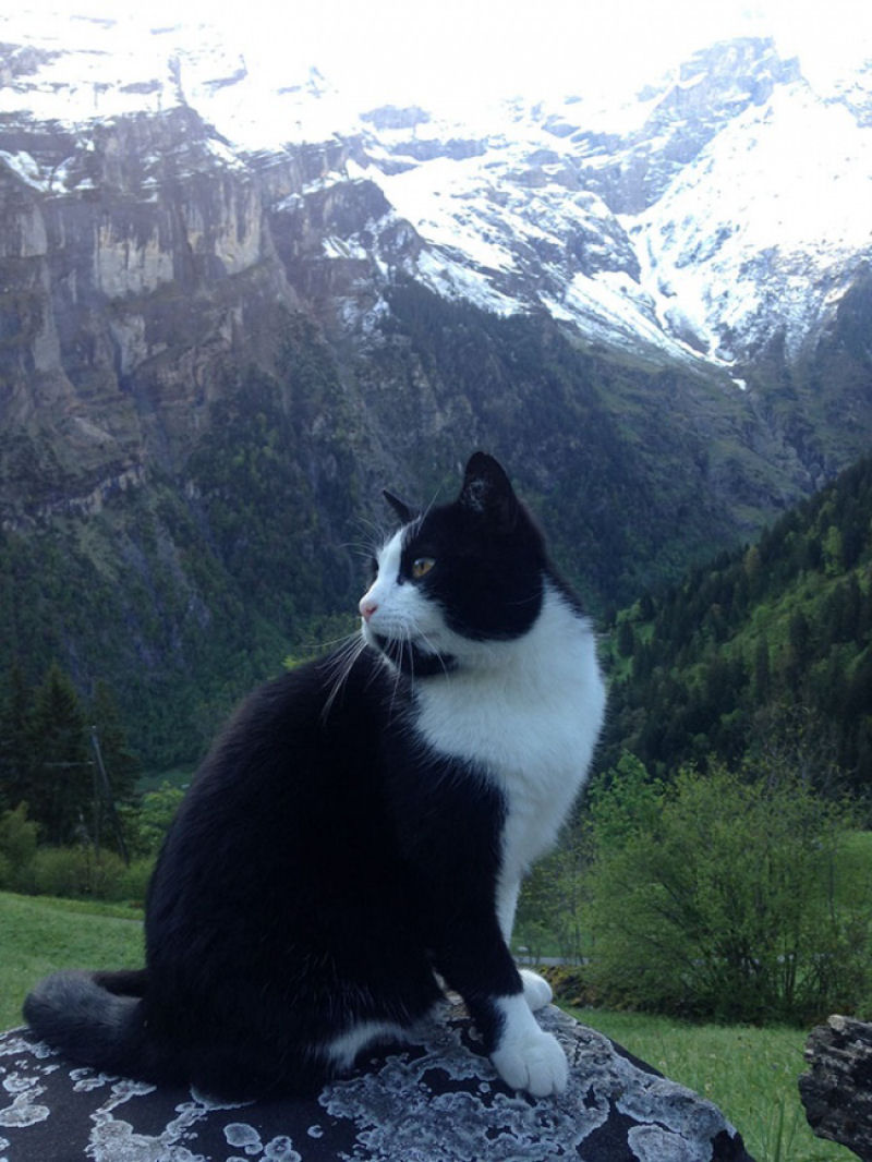 Este gato resgatou um jovem perdido nos Alpes suos.