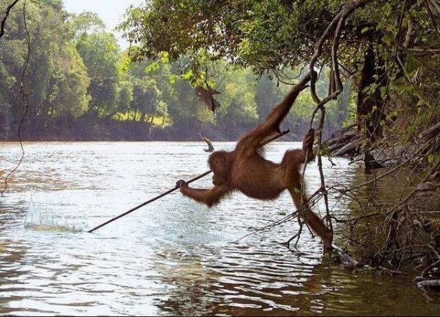 Um orangotango selvagem trata de pescar com um pau, aps observar um ser humano pescando desta forma.