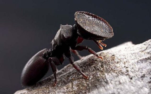 As formigas Cephalotes tm a cabea plana para tampar a entrada de seus ninhos e expulsar deles qualquer intruso que ouse adentrar.