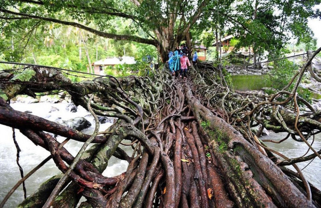 Ponte feita apenas com raízes de árvore, Indonésia. Foram necessários 26 anos para que ficasse assim. Por platechno.