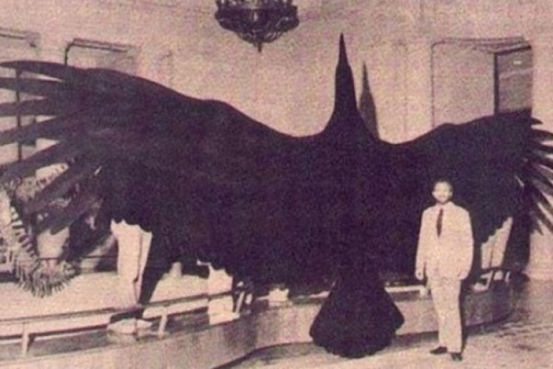 Argentavis: talvez tenha sido a maior ave que habitou a Terra.