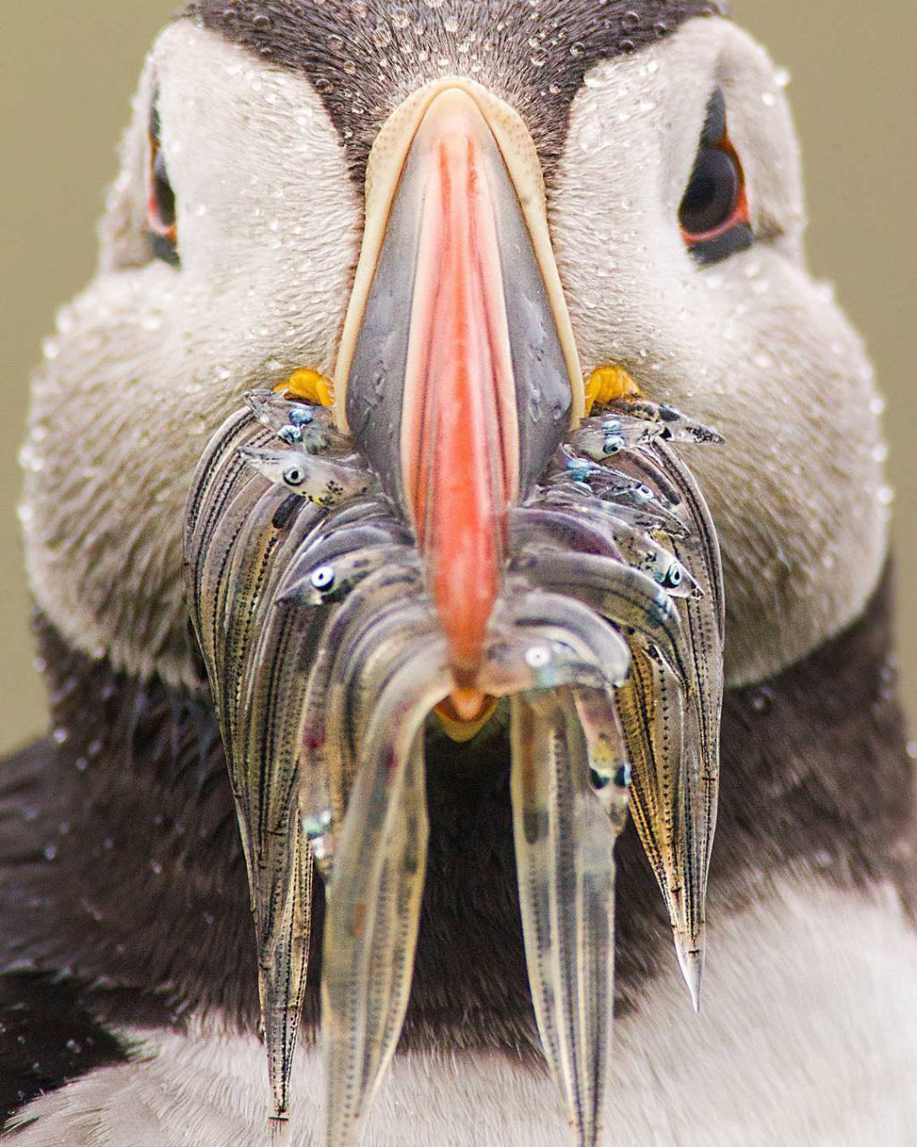 Papagaio do mar com o bico cheio de peixe.