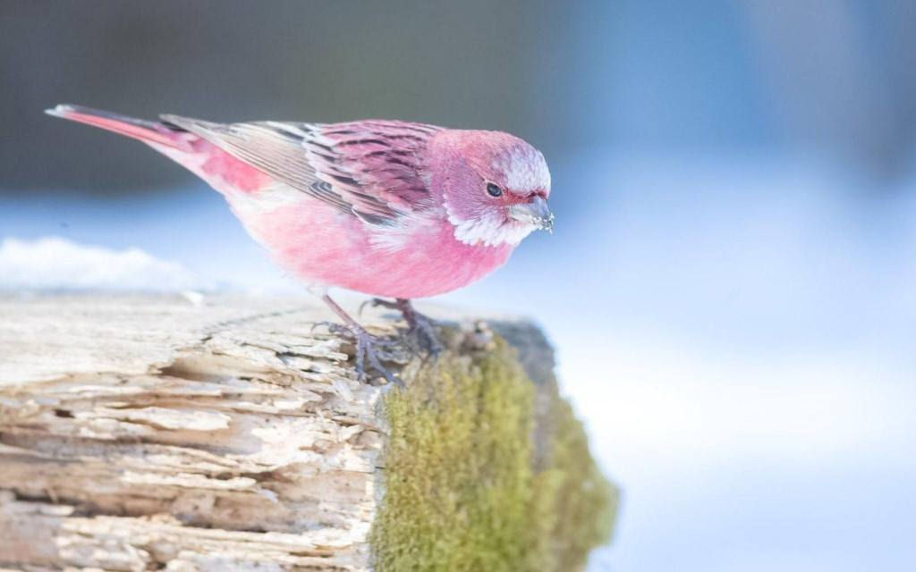 Este pássaro é chamado de Rosinha e parece um algodão doce na neve.