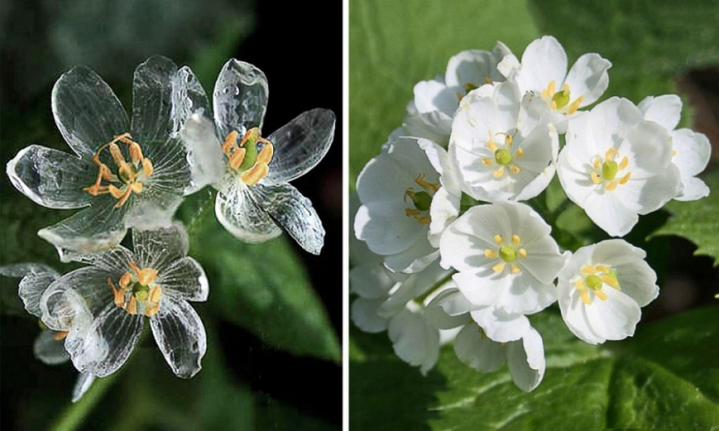 Diphylleia, uma flor que fica transparente quando chove.