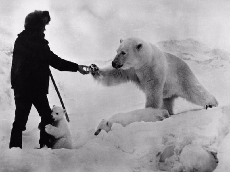 Exploradores russos polares alimentaram urso com leite condensado, na década de 1980.