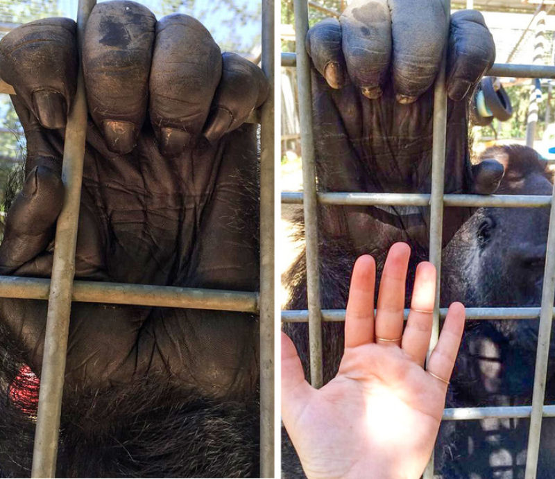 A mão de um gorila adulto em comparação a uma humana.