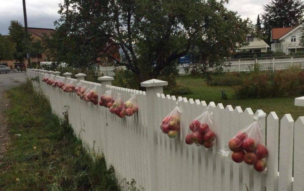 Todos os vizinhos podem apreciar quando as macieiras dão muitos frutos, na Noruega.