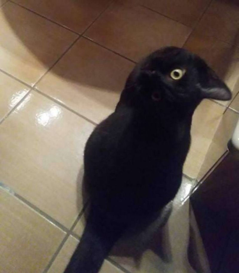 Parece um corvo, mas na verdade é um gato.