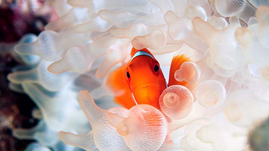 50 fotografias surpreendentes XII - Peixes coloridos exticos