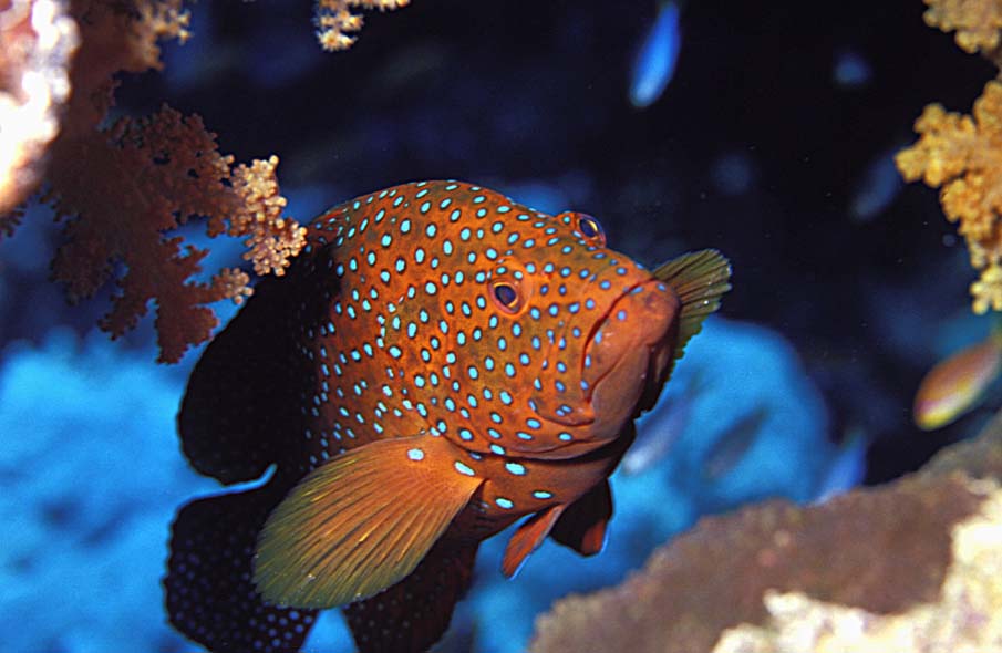 50 fotografias surpreendentes XII - Peixes coloridos exticos