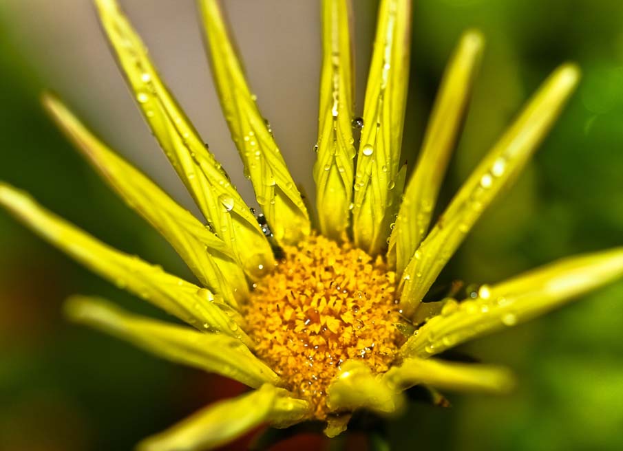 50 fotografias surpreendentes VII - Flores deslumbrantes
