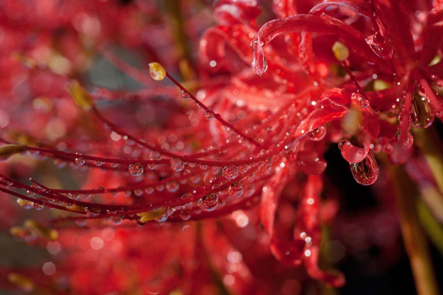 50 fotografias surpreendentes VII - Flores deslumbrantes