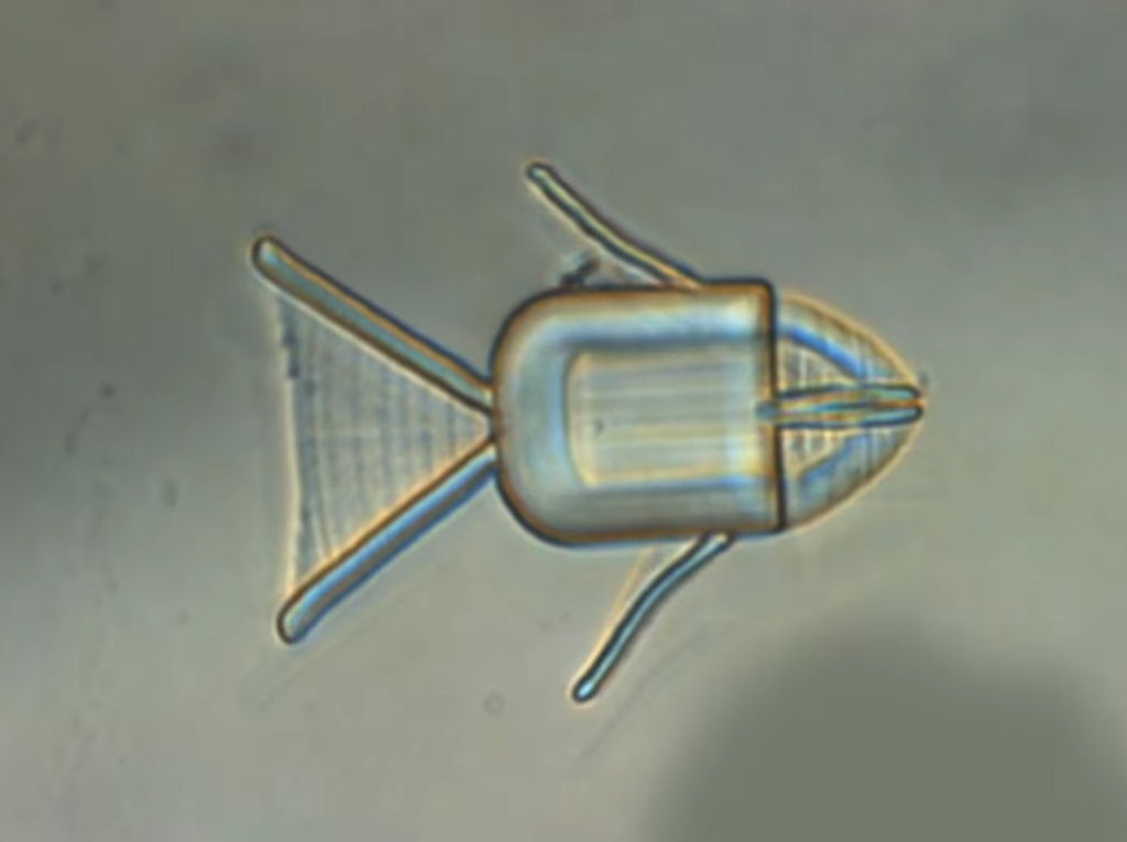 Peixes microrrobôs nadam pelo corpo para vomitar drogas contra o câncer