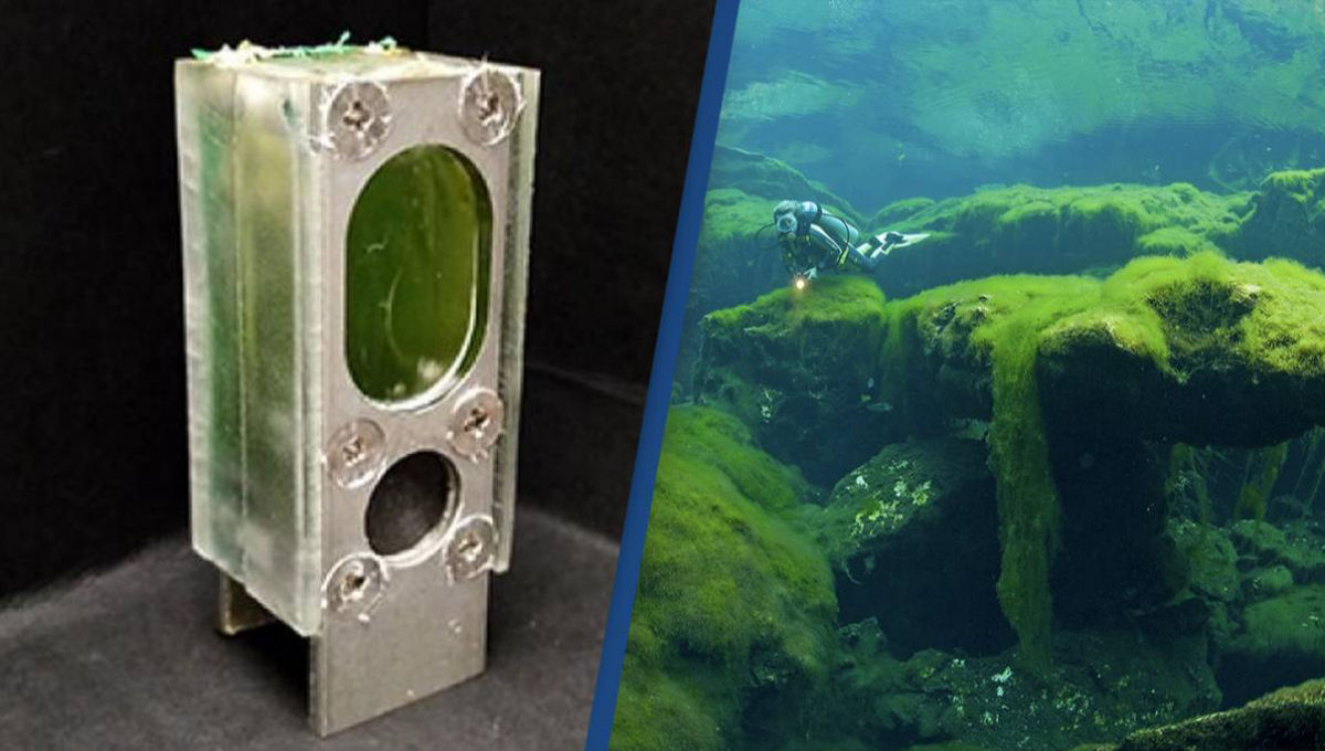 Cientistas alimentam mini computador continuamente por um ano usando algas