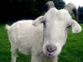 White Goat: máquina para reciclar papel e convertê-lo em rolos de papel higiênico
