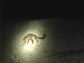 Nova espécie de leopardo filmado pela primeira vez 